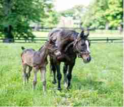 Horses